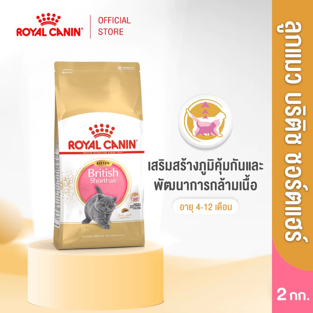 Royal Canin Kitten British Shorthair 2kg อาหารเม็ดลูกแมวพันธุ์บริติช ชอร์ทแฮร์ อายุ4-12เดือน (Dry Cat Food, โรยัล คานิน)